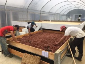 Proceso-cacao