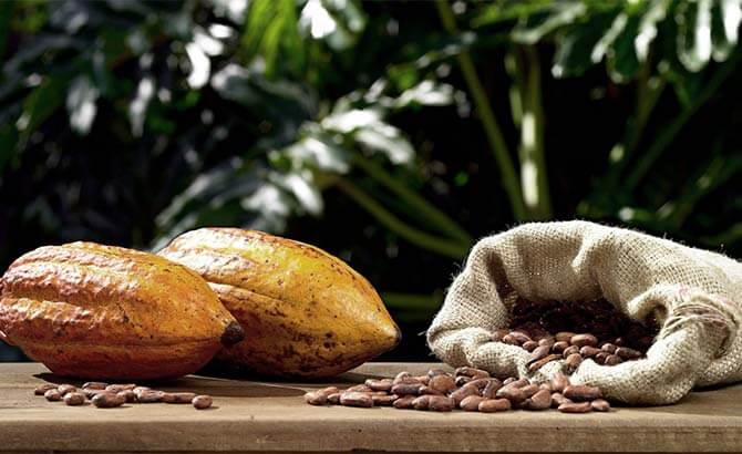 bolsa-cacao