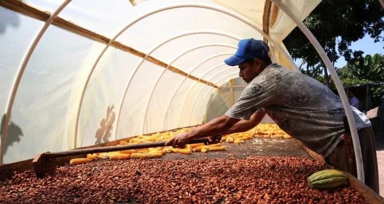 fincas-de-cacao