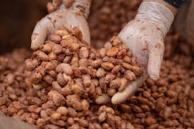 manos-de-cacao